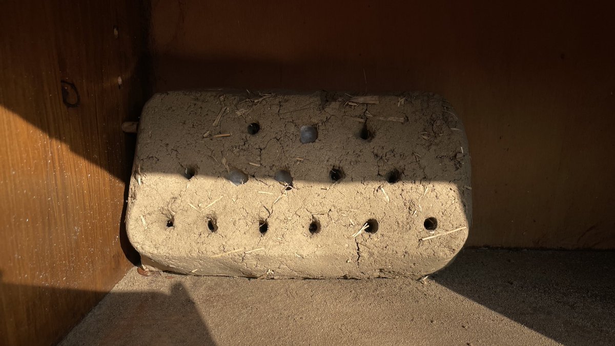 EDoorish's tweet photo. Muddy bee brick containing hairy-footed flower bee babees is officially out - and it’s crazy warm here for February 🐝 ☀️ 

#solitarybees https://t.co/kFhmV9k5bt