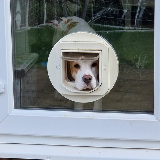 drdeanburnett's tweet photo. This is why it says 'cat flap' on the label, mate.

Cat. Flap. 

CAT! FLAP!

The cat is lithe and flexible. 

You're more of a miniature tank with floppy ears.

#Beagle #Forest #CatFlap #IllFitting https://t.co/5rTHuk346i