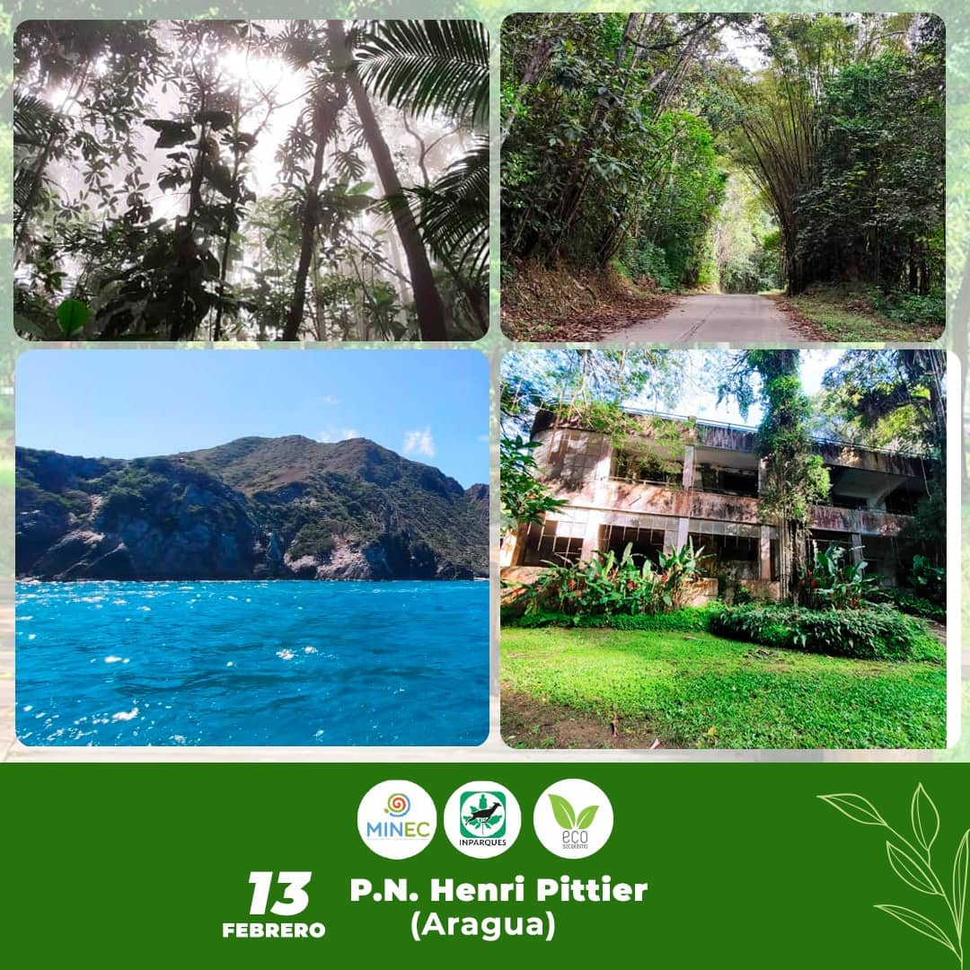 🧩#Hoy Conmemoramos el 86° Aniversario del PN. Henri Pittier, el más antiguo de nuestro País. Con mayor riqueza biótica, dónde se halla en las abundantes especies de aves, que representan el 41,6% de la avifauna nacional y el 6,5% del total mundial. 

#JuventudIntegraciónYPaz
