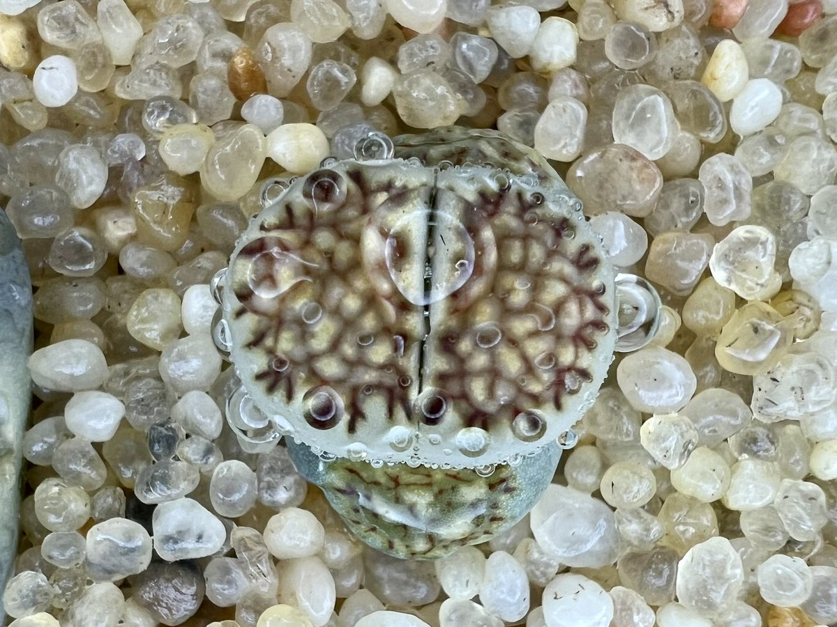 #물방울샷 #리톱스