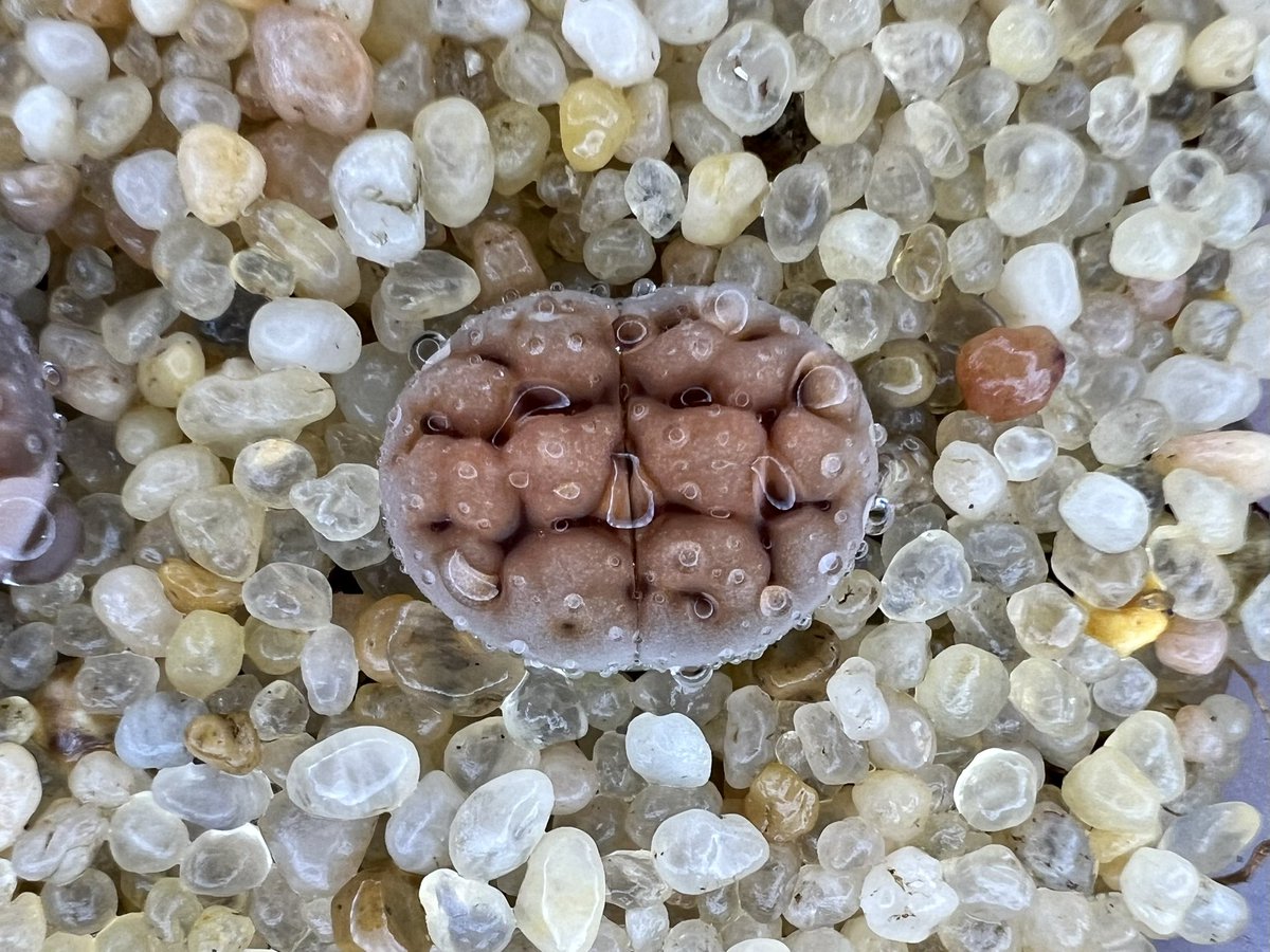 #티쉐리 가 될 것인가 #리톱스