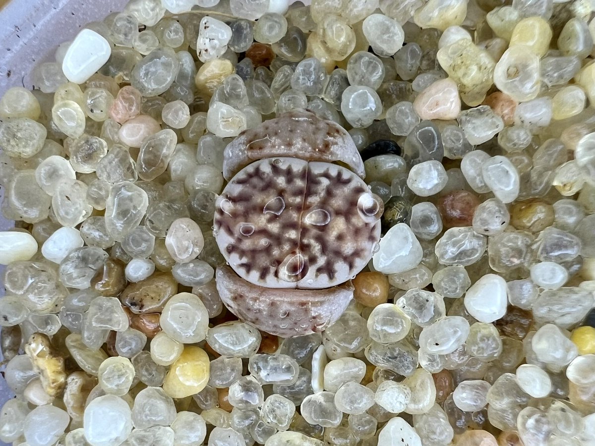 #브라운쥴리 #리톱스