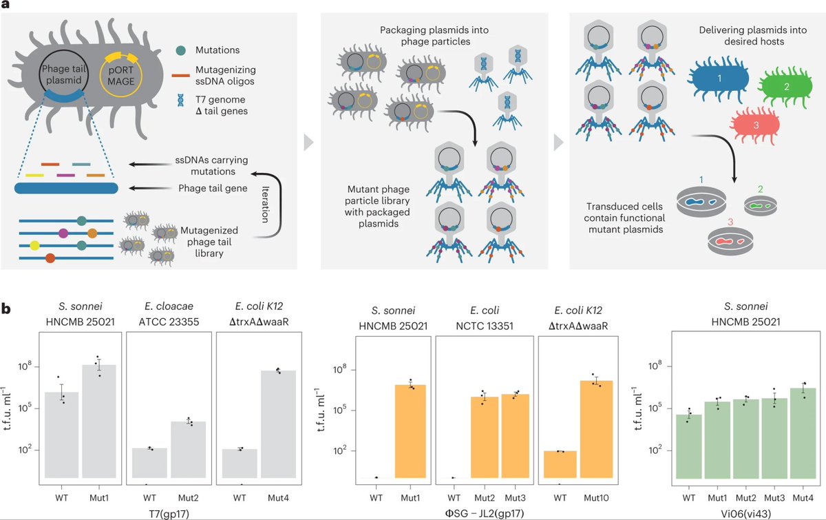 Akos Nyerges (@akosnyerges) on Twitter photo Oligo Recombineering (DIvERGE pnas.org/doi/abs/10.107…) - based bacteriophage engineering enables functional metagenomics in diverse pathogens
- <a href="/NatureMicrobiol/">Nature Microbiology</a>
nature.com/articles/s4156… Oligo Recombineering (DIvERGE pnas.org/doi/abs/10.107…) - based bacteriophage engineering enables functional metagenomics in diverse pathogens
- <a href="/NatureMicrobiol/">Nature Microbiology</a>
nature.com/articles/s4156…