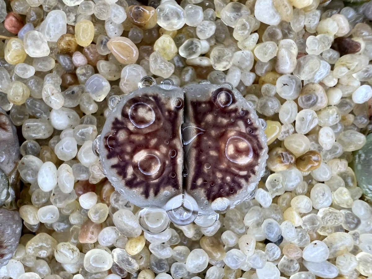 #국화석 #리톱스