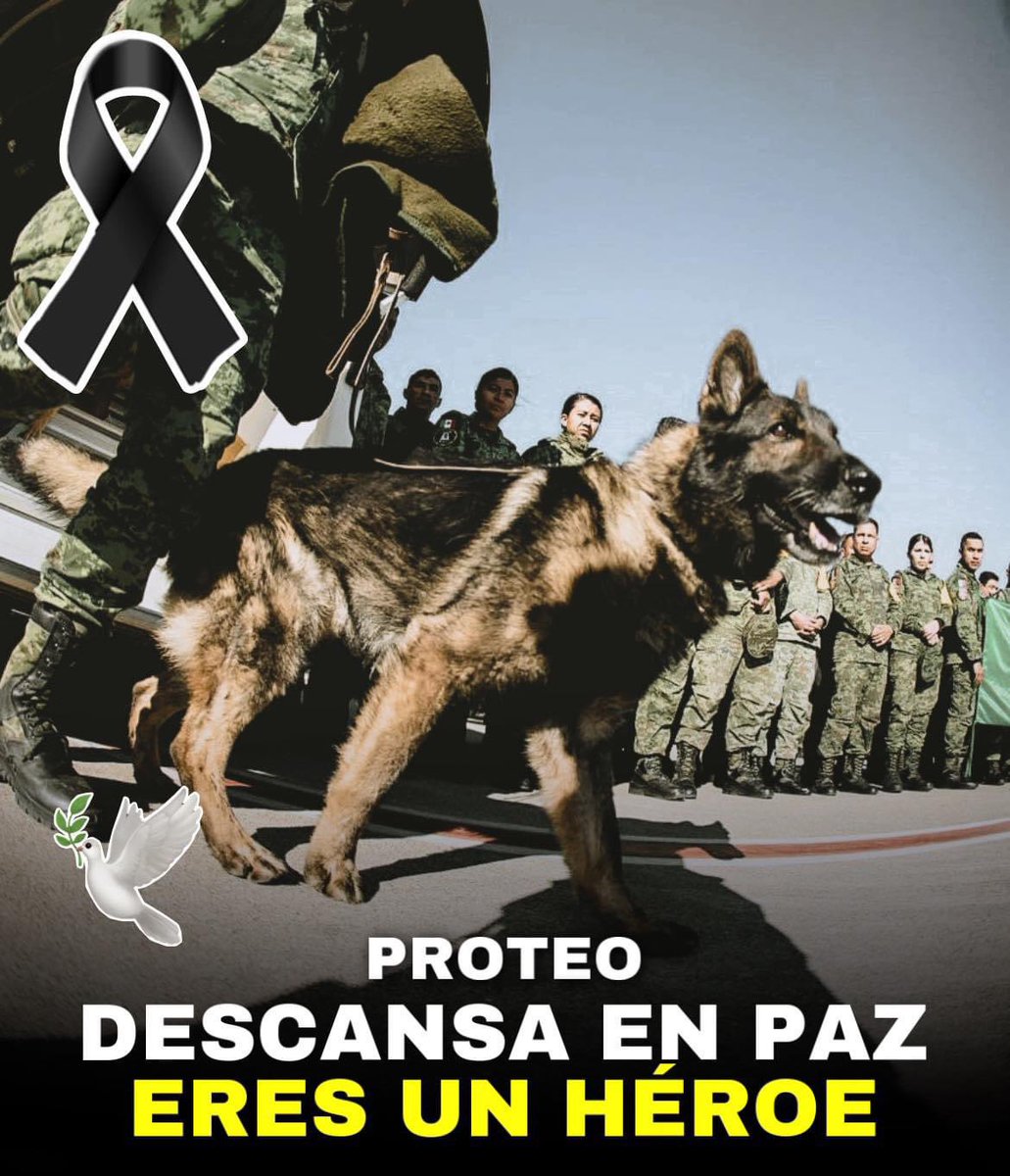 Esta madrugada tras intensas horas de trabajo Proteo el perrito mexicano falleció en busca de sobrevivientes.

Gracias por todo proteo, eres un héroe, el equipo Mexicano ha rescatado con vida a 2 personas en Turquía.

ERES UN HÉROE PROTEO.