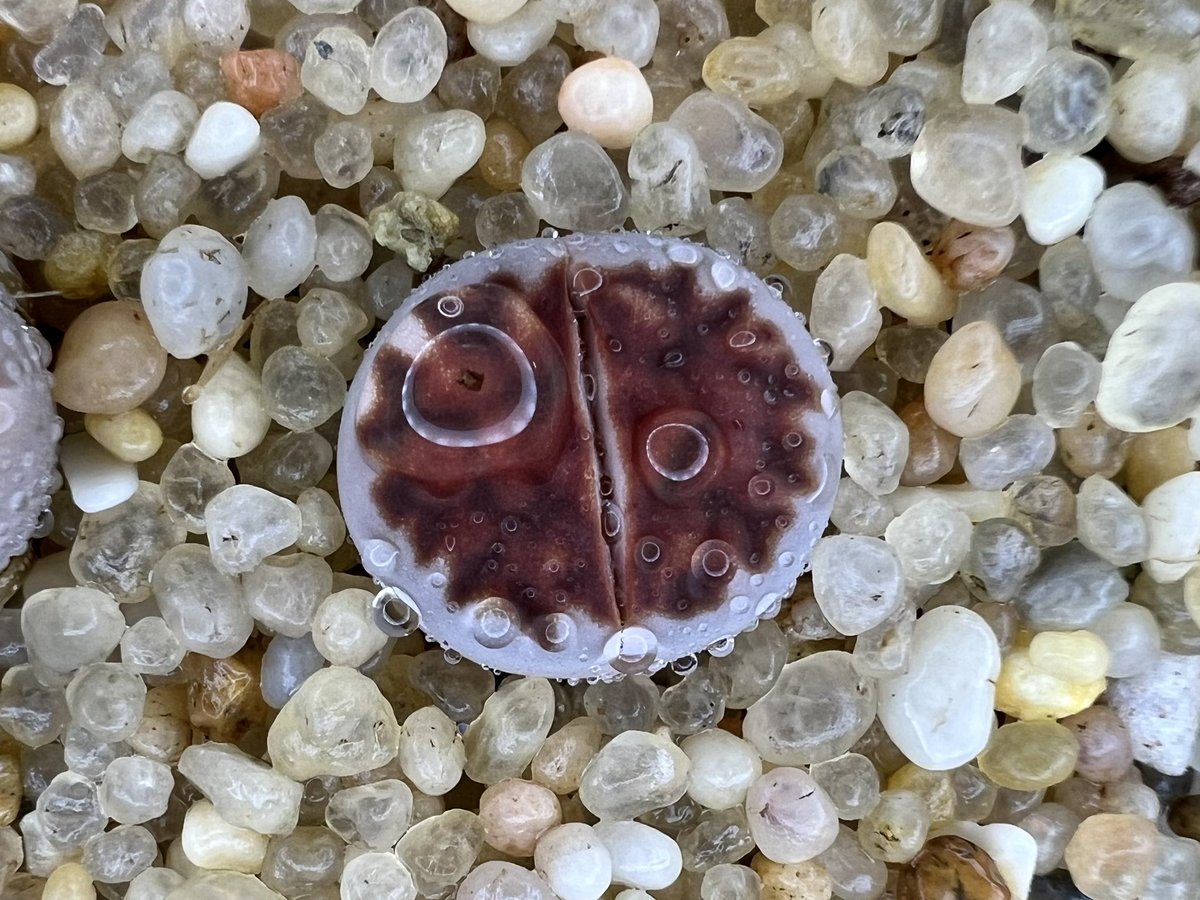 #탑레드 #리톱스