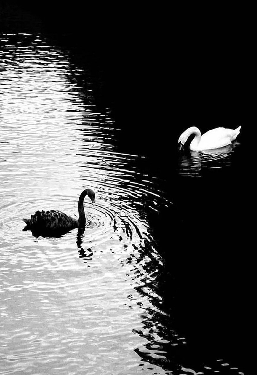 QuickQuotes tweet media