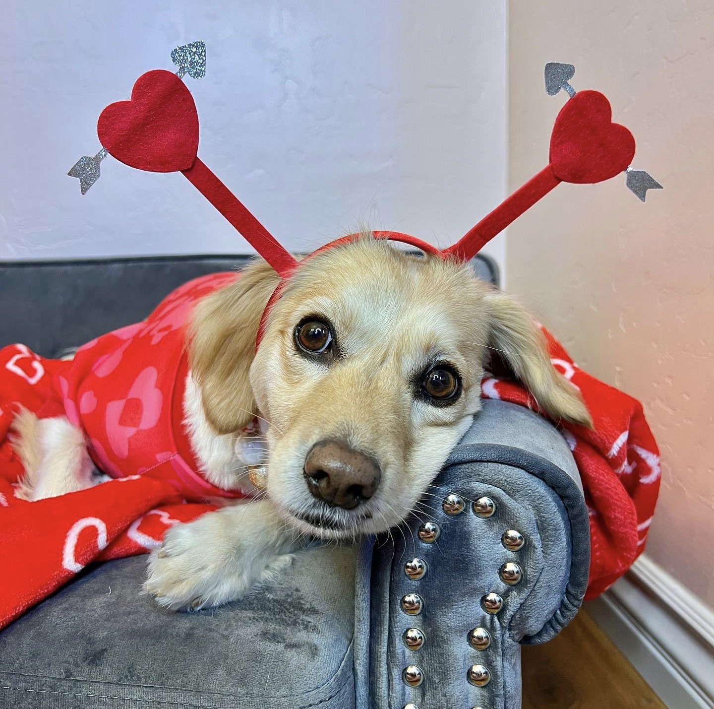 Chewy On Twitter FILL IN THE BLANK I Love It When My Pet chewy-on-twitter-fill-in-the-blank-i-love-it-when-my-pet