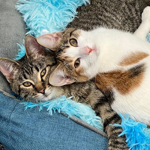 MeowAsFluff's tweet photo. Incredibly Cute Wobbly Kitten Siblings Are Searching For A Forever Home Where They Can Be Together Forever!
https://t.co/a8FAHd2vUy
@KittyRevolutio2 
#AdoptDontShop #rescuecat #rescuecats #rescuekitten #rescuekittens #kittens #catlover #catlovers #cerebellarhypoplasia #bondedpair https://t.co/ykb2CbhgMf