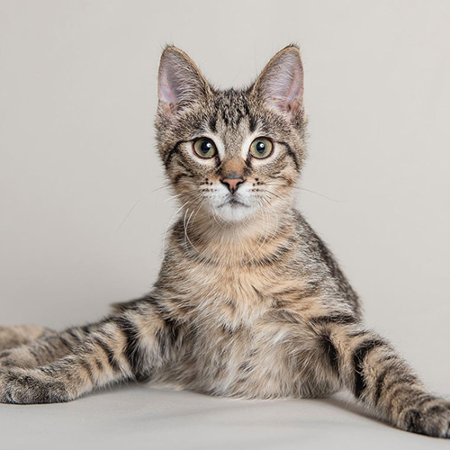 MeowAsFluff's tweet photo. Incredibly Cute Wobbly Kitten Siblings Are Searching For A Forever Home Where They Can Be Together Forever!
https://t.co/a8FAHd2vUy
@KittyRevolutio2 
#AdoptDontShop #rescuecat #rescuecats #rescuekitten #rescuekittens #kittens #catlover #catlovers #cerebellarhypoplasia #bondedpair https://t.co/ykb2CbhgMf