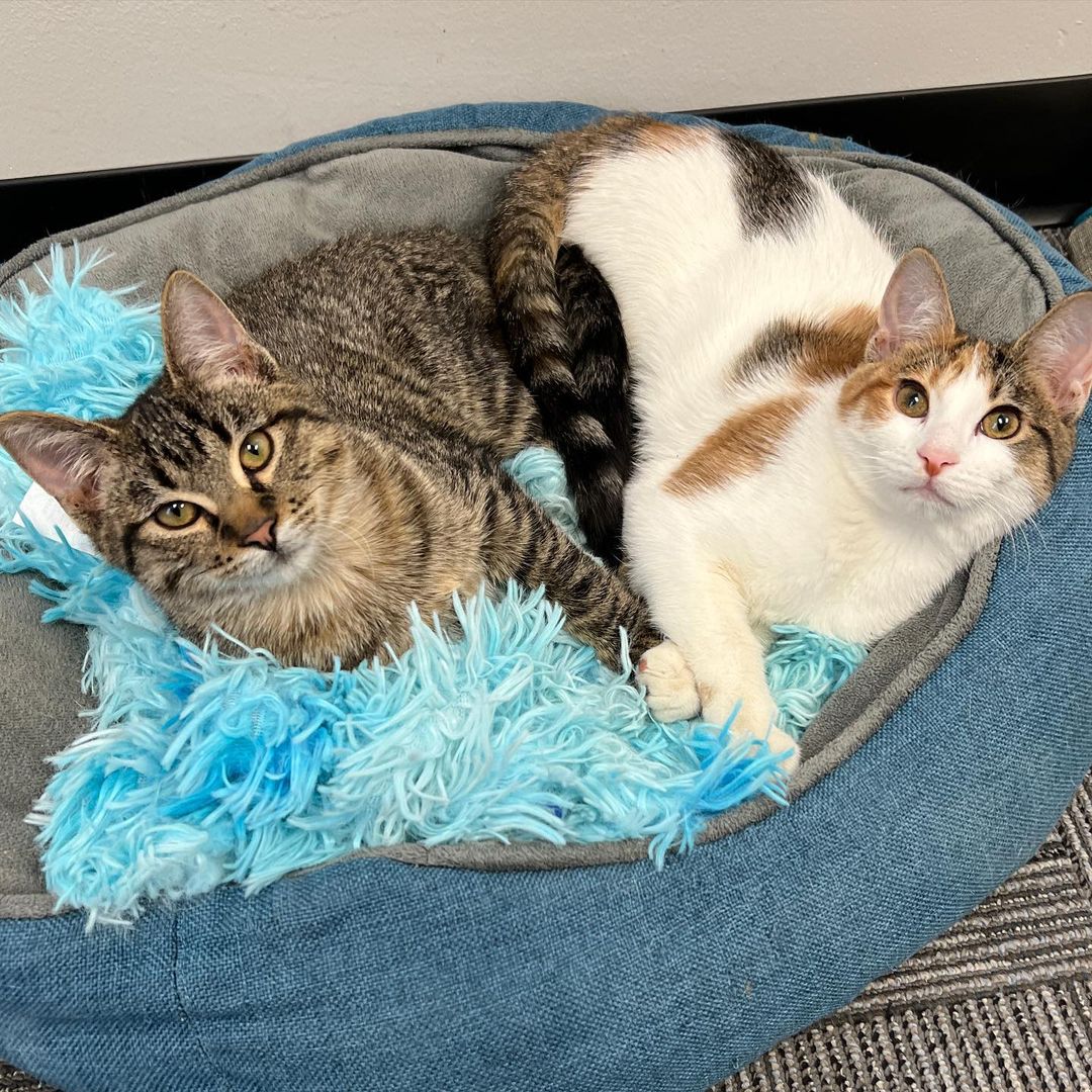 ❤️🐱MeowAsFluff🐱❤️ (@meowasfluff) on Twitter photo Incredibly Cute Wobbly Kitten Siblings Are Searching For A Forever Home Where They Can Be Together Forever!
meow.af/livvy
<a href="/KittyRevolutio2/">Kitty Revolution</a>
#AdoptDontShop #rescuecat #rescuecats #rescuekitten #rescuekittens #kittens #catlover #catlovers #cerebellarhypoplasia #bondedpair Incredibly Cute Wobbly Kitten Siblings Are Searching For A Forever Home Where They Can Be Together Forever!
meow.af/livvy
<a href="/KittyRevolutio2/">Kitty Revolution</a>
#AdoptDontShop #rescuecat #rescuecats #rescuekitten #rescuekittens #kittens #catlover #catlovers #cerebellarhypoplasia #bondedpair