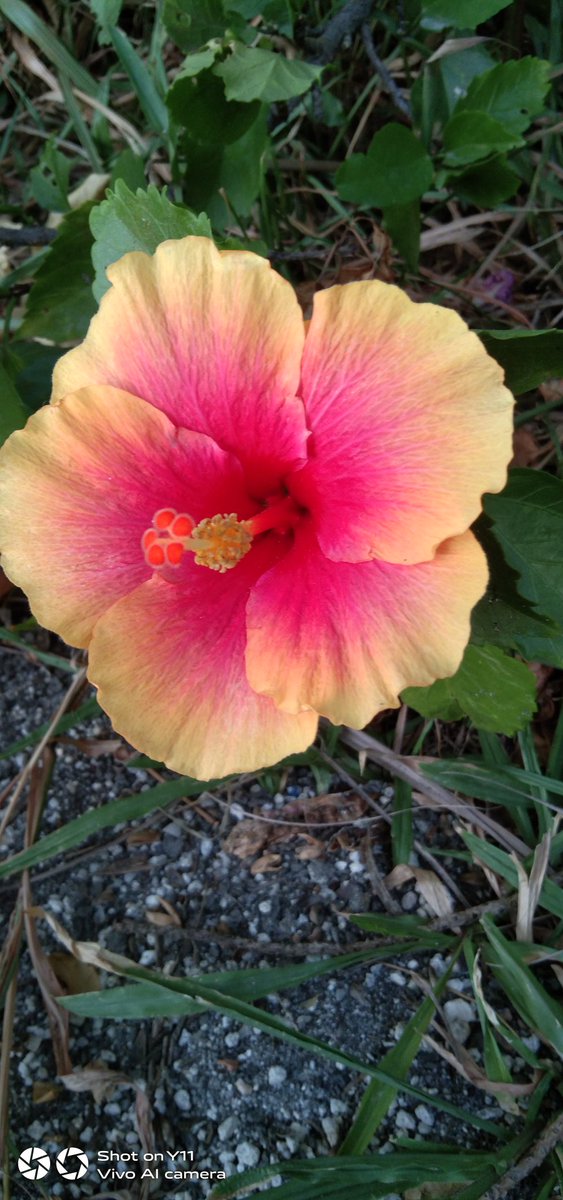 #flower #hibiscus