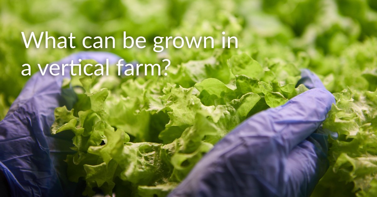 hydropolistech's tweet photo. What would you like to plant in the Plantainer? We constantly expand our crop recipes list by plants like flowers, micro-herbs, and medicinal herbs. We are waiting for your ideas.
#verticalfarming #smartcrop https://t.co/tOMMNRq82h