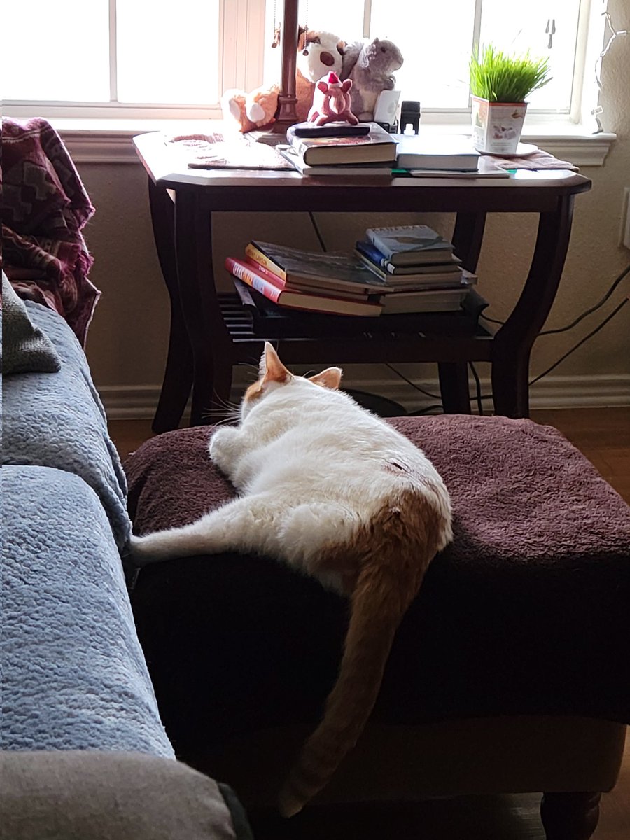 je2nifer's tweet photo. Murph is dialed-in watching all the sparrows starring on "cat TV" this morning.
#MorningsWithMurph https://t.co/KFGuLc95eu