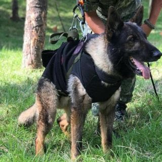 #Proteo murió nuestro héroe mexicano
Descansa en paz angelito,
Gracias por tanto amor
Tu y Frida serán un gran binomio en el puente del arcoiris #PerritosAmados 🐾🐕‍🦺