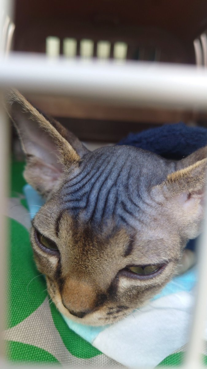 Tokatsu_pettaxi's tweet image. 猫（デボンレックス）のシルリア君♫

羽田空港から埼玉県和光市までご送迎いたしました！

北海道から飛行機での移動でお疲れだったようで、終始おやすみモードでしたね♫

#デボンレックス #devonrex #devonrexcat 
#猫 #cat
#ペットタクシー
#東葛ペットタクシー
#pettaxi