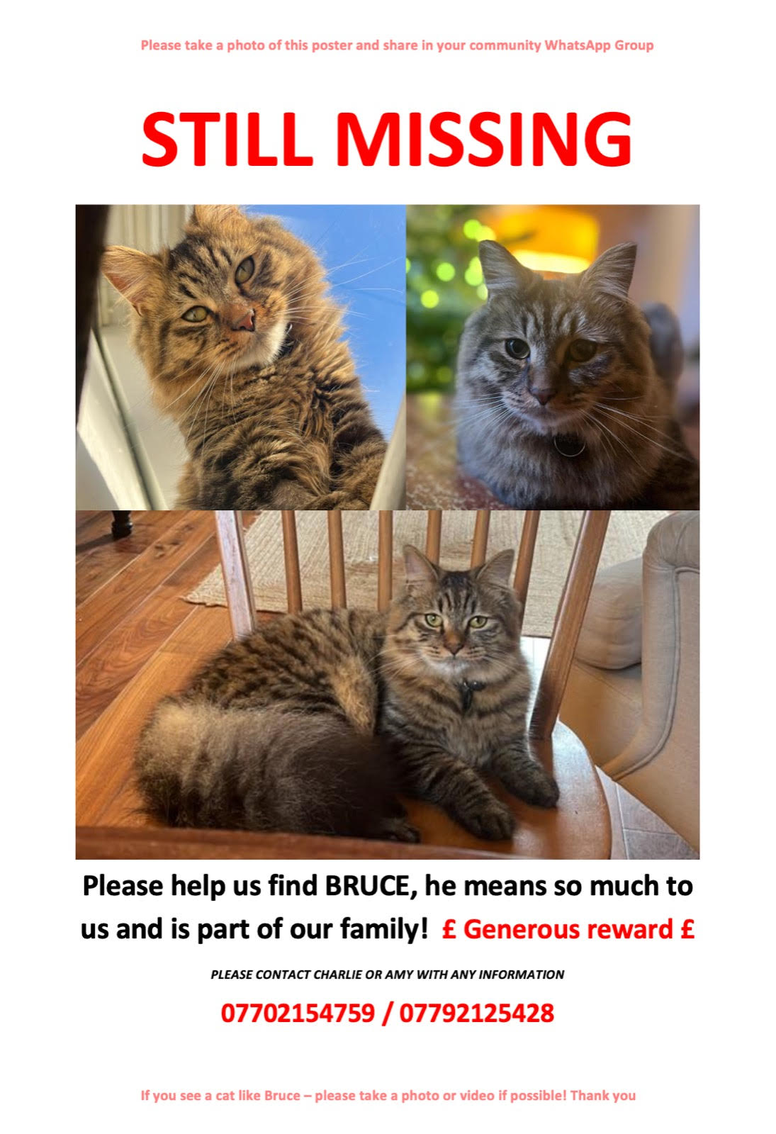 Cat gone missing hotsell for 2 days