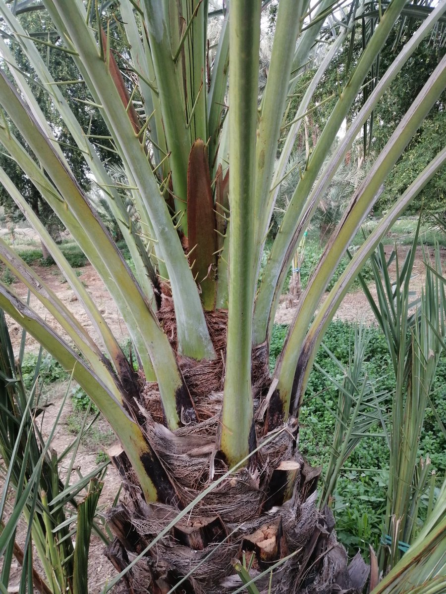 ماشاء الله تبارك الله 
بدأ الطلع في #تمور_الكامل_وسايه
بتاريخ ١٣ / ٢ /٢٠٢٣ م
٢٢ / ٧ /١٤٤٤هـ