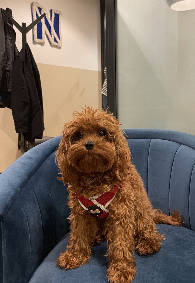 naracomms's tweet photo. Meet the Nara Newshound https://t.co/62E7h6gi3W