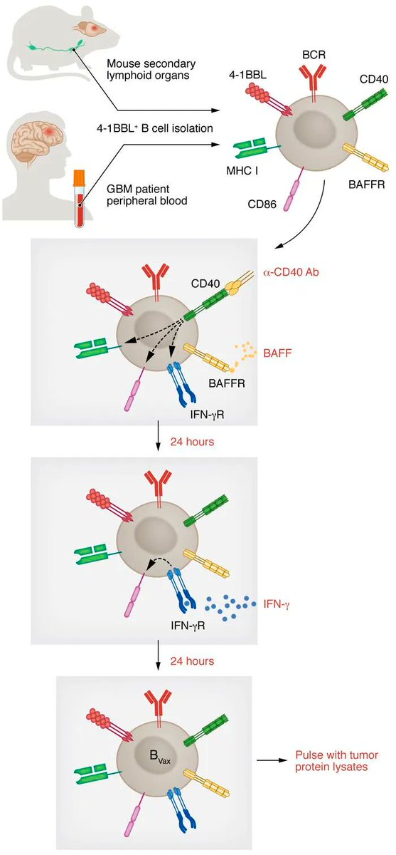 jclinicalinvest's tweet photo. #Review: Next-generation antigen-presenting cell immune therapeutics for gliomas: https://t.co/lIqTpHX1Ev 

by @CatyLeechang &amp; @maciejlesniakmd @NUFeinbergMed in JCI's latest #ReviewSeries: Immune Environment in Glioblastoma: https://t.co/uW68prMHGw https://t.co/p5j7uZeC0J