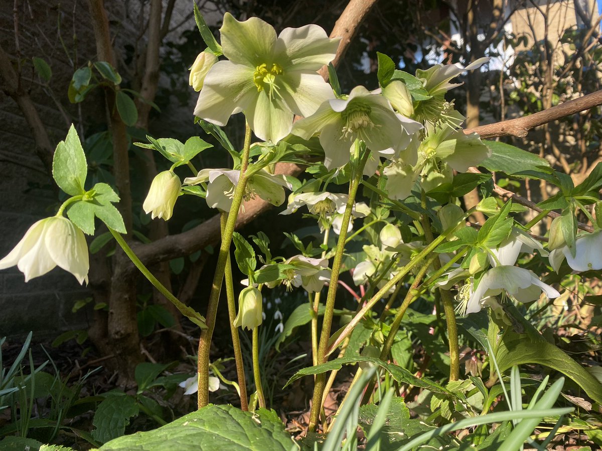 HDLettings's tweet photo. Spring has sprung at HDHQ! Glorious day after a frosty start π₯ΆβοΈβοΈ Lifts the spirits
#spring #springtime #snowdrops #crocus #hellibores #catkins #huddersfield #gardensuk #hdlettings #sunshine #liftsthespirits https://t.co/1GLcw58nh6