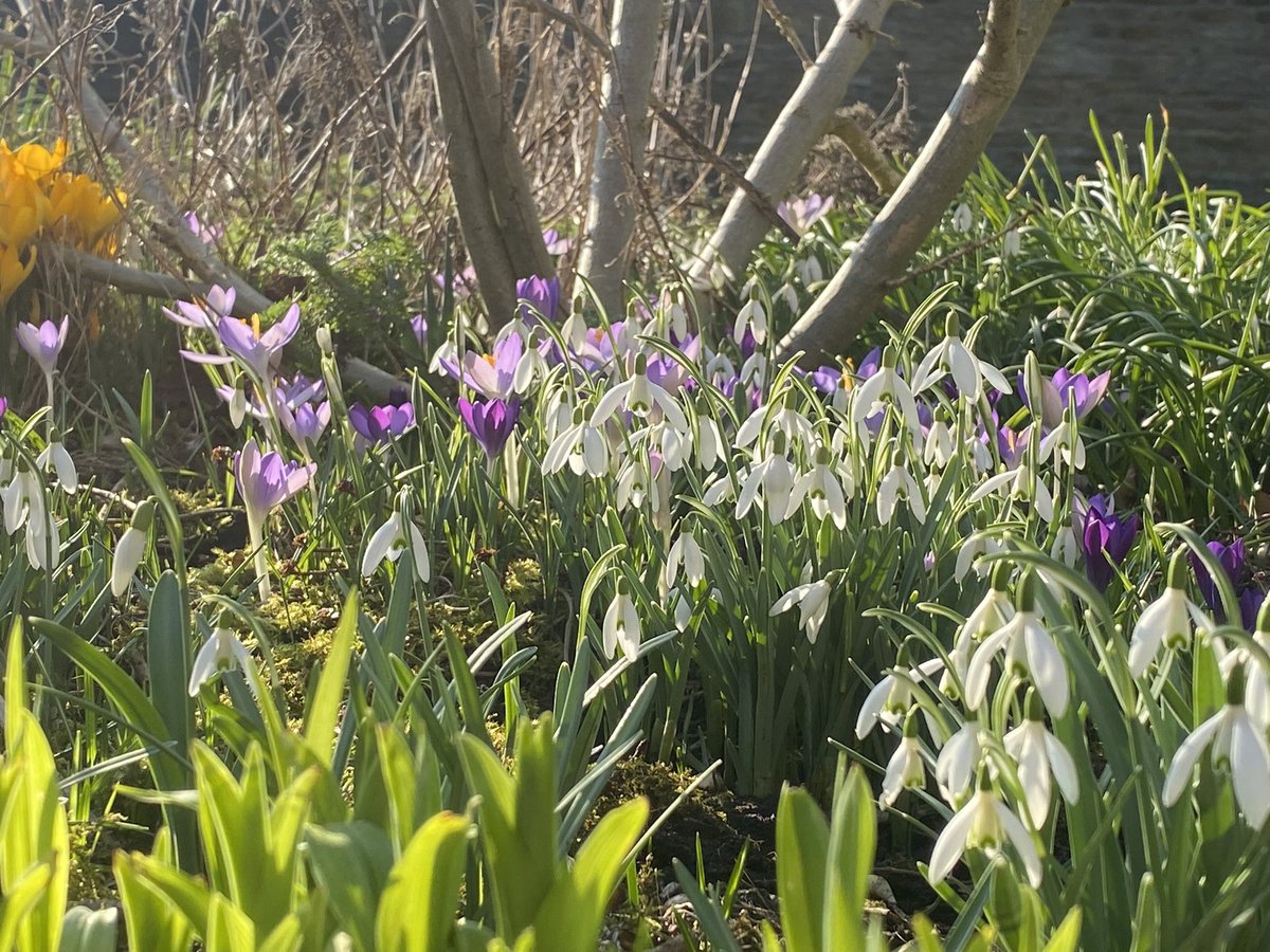 HDLettings's tweet photo. Spring has sprung at HDHQ! Glorious day after a frosty start π₯ΆβοΈβοΈ Lifts the spirits
#spring #springtime #snowdrops #crocus #hellibores #catkins #huddersfield #gardensuk #hdlettings #sunshine #liftsthespirits https://t.co/1GLcw58nh6