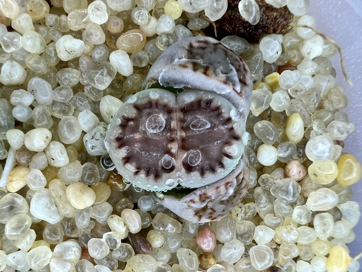 바늘땀이 총총총

#바늘땀쥴리 #쥴리 #리톱스