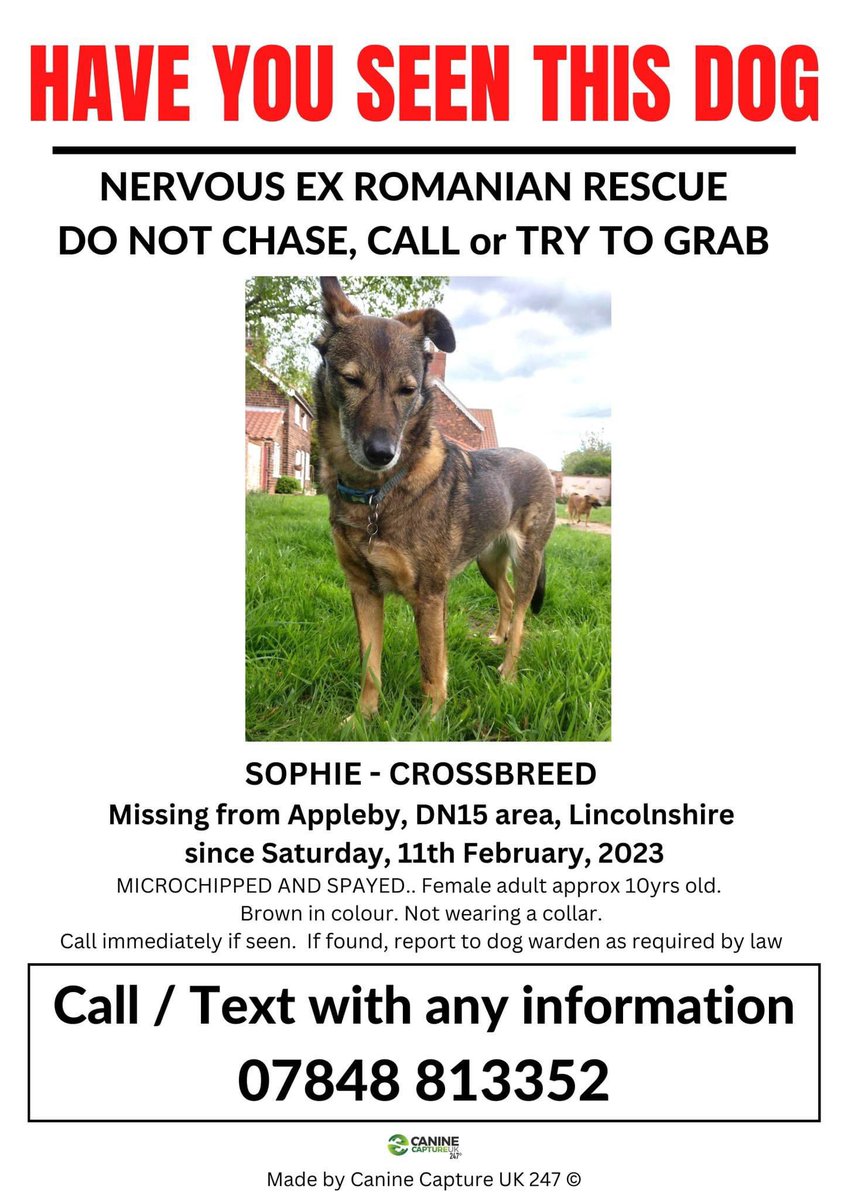 ‼️SIGHTINGS ONLY NEEDED - DO NOT APPROACH OR SHE WILL RUN - NERVOUS EX #ROMANIAN #RESCUE‼️ SOPHIE MISSING from Ermine Street area of #Appleby, #DN15, #Lincolnshire since Sat 11/2/23 Pls contact owner with any sightings. m.facebook.com/groups/6863458… @ApplebyGolfClub @applebynews