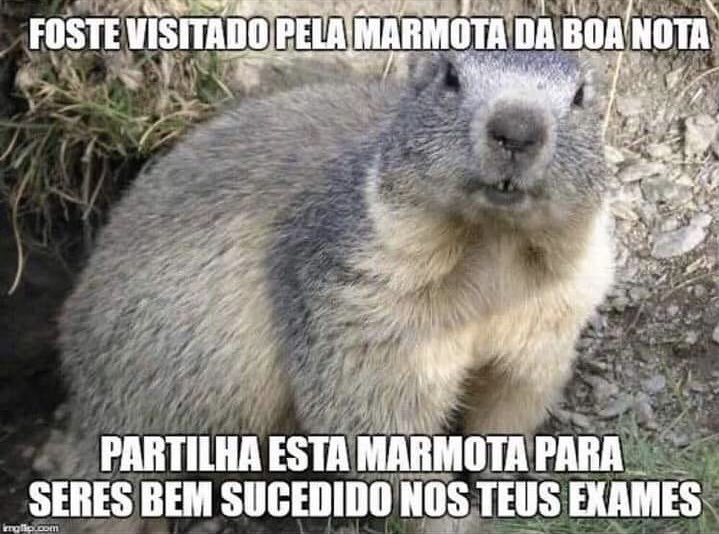 Marmota faz acontecer 🤞🏼