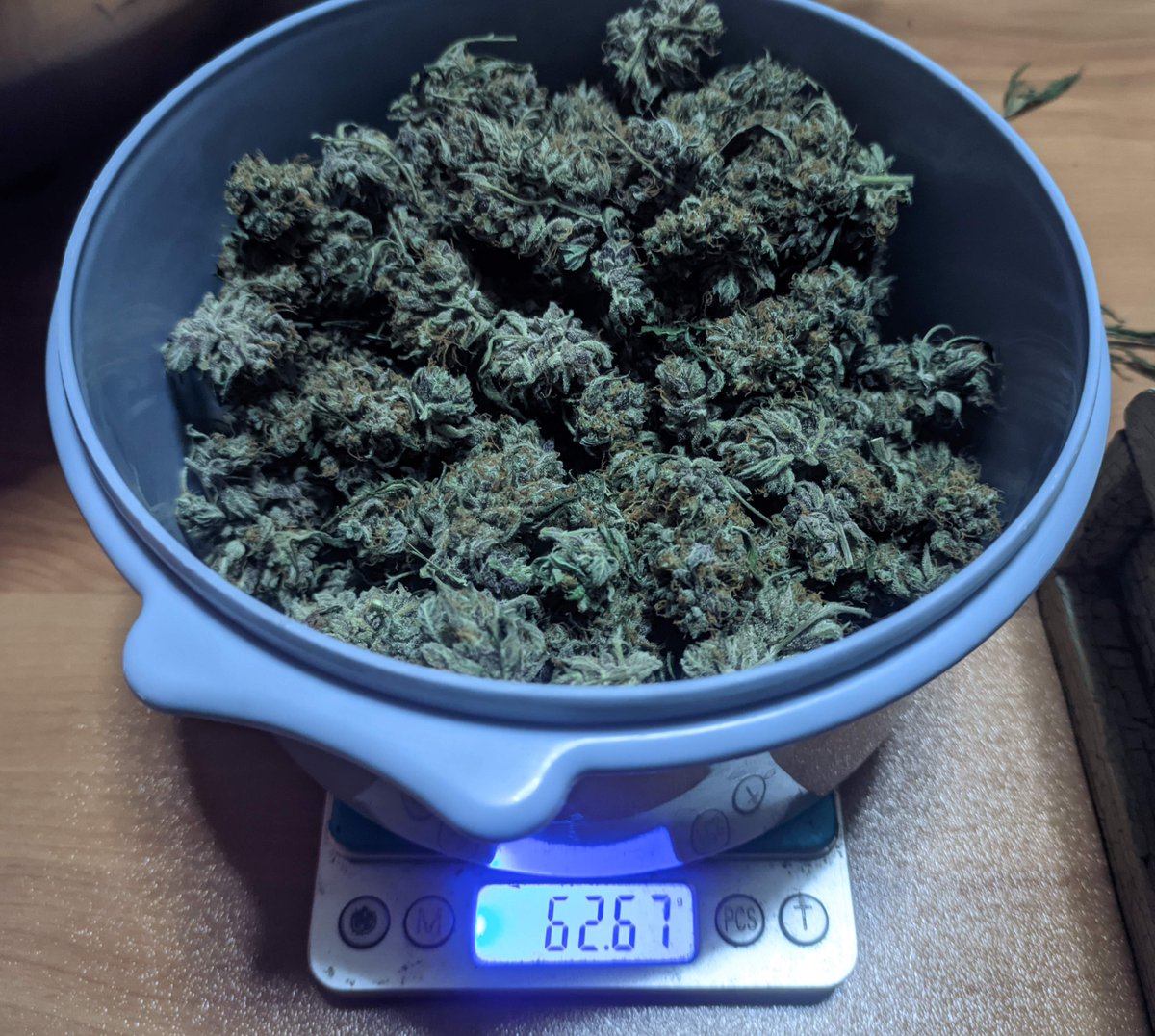 royalqueenseeds's tweet photo. Guess the weight of these dried northern light auto buds!
Is it 45 , 63 or 78 grams? 🤔 https://t.co/rvN3K0Ilf0