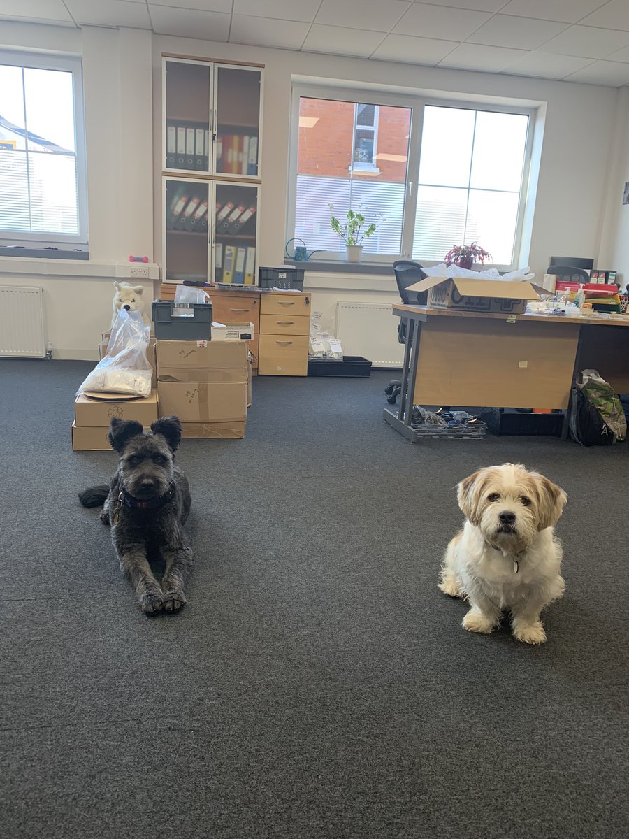 DogTrackerNano's tweet image. New recruits for the day #dogs #workdogs