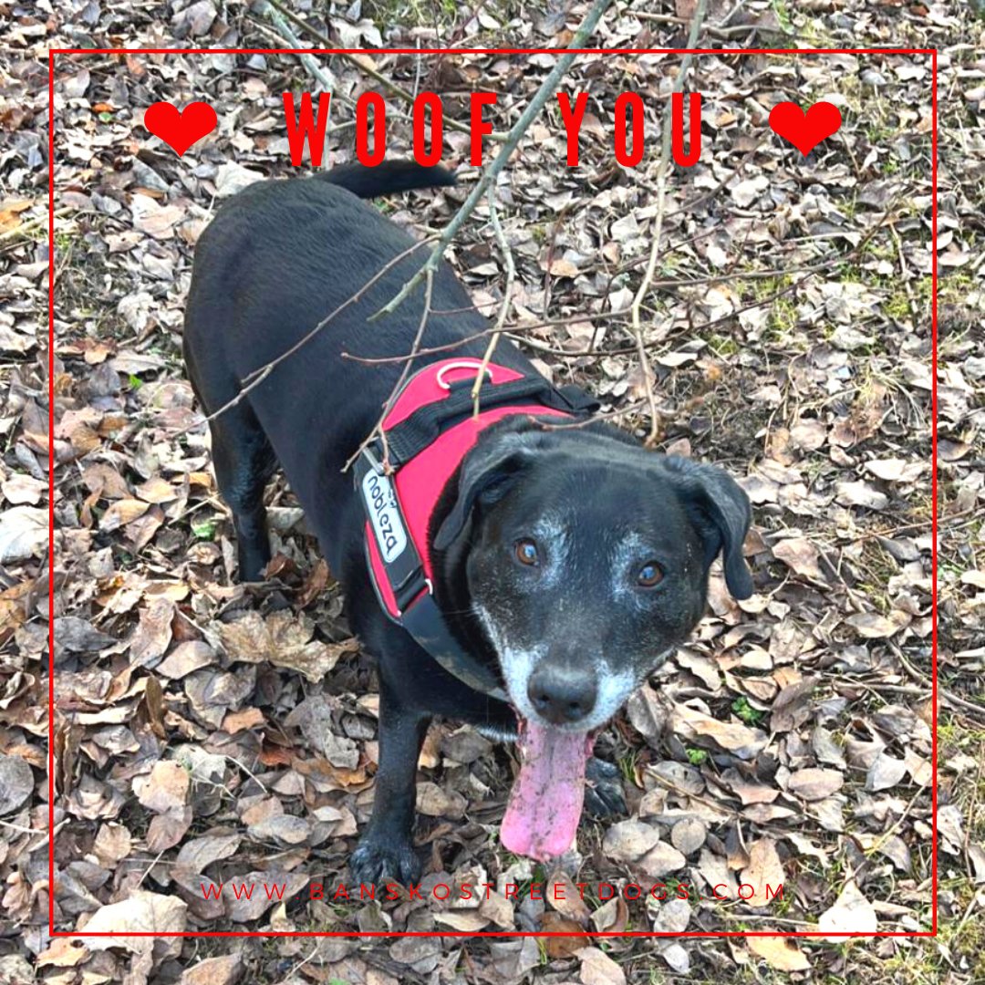 BanskoStreetDog's tweet photo. ❤️Will you be our Valentine?❤️ 

These dogs are truly loved every day of the year, but we would like to buy every dog a toy or treats for St Valentine's day with your help 🙏🏼 

Will you consider donating the cost of a card or a box of chocolates? https://t.co/Sj9eVhWuT5