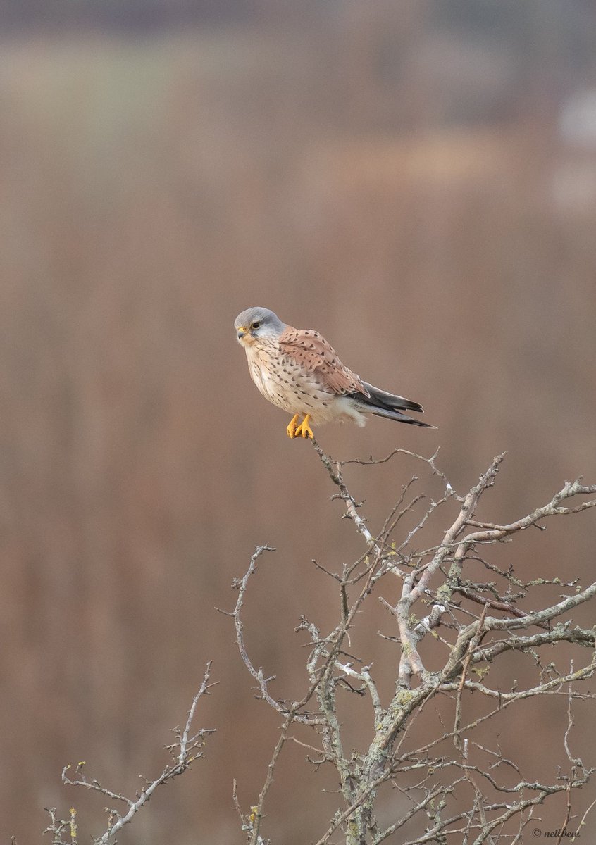 NeilBew's tweet image. From Friday, Little Egret and Kestrel at Farlington, misty black headed gull from Titchfield Haven