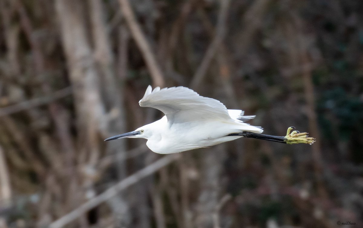 NeilBew's tweet image. From Friday, Little Egret and Kestrel at Farlington, misty black headed gull from Titchfield Haven