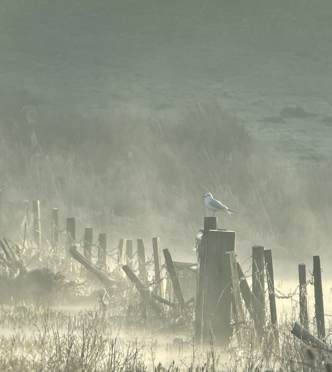 NeilBew's tweet image. From Friday, Little Egret and Kestrel at Farlington, misty black headed gull from Titchfield Haven