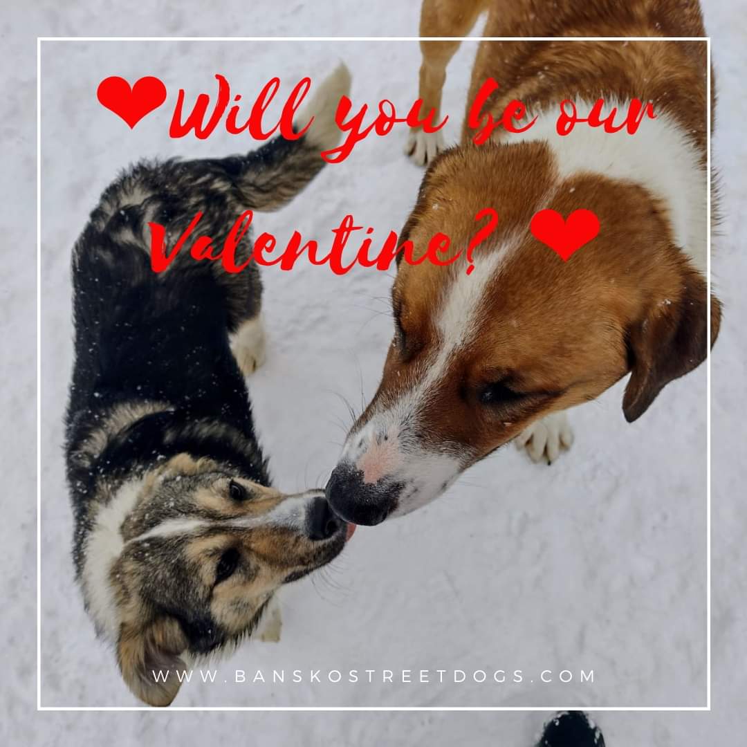 BanskoStreetDog's tweet photo. If you donate £5 we'll buy a toy for the dog of your choice. Absolutely anything you can spare will be spent treating these dogs tomorrow, so even if you send £1 we'll buy bags of goodies to share amongst them too. The shelter dogs, the streeties and the foster dogs thank you!! https://t.co/vd2im0ylRo