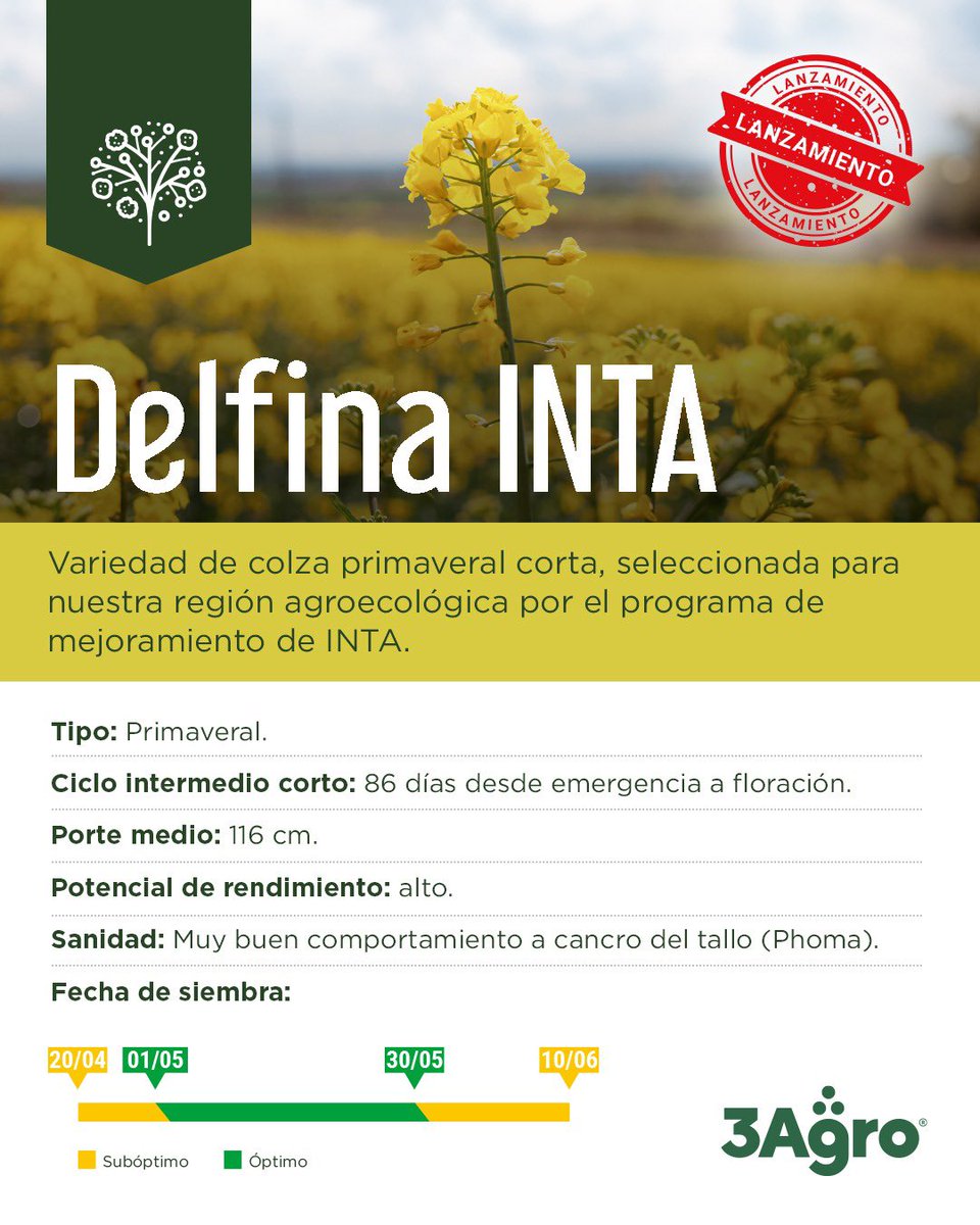 3agro's tweet photo. 🚀☄️💥Nuevo lanzamiento 2023:

🌼Delfina INTA: variedad primaveral intermedia corta, para sembrar a partir de Mayo. Destacada performance en evaluaciones INTA e INIA

- Alto potencial de rendimiento
- Muy buen comportamiento a Phoma

📞Pedila a tu distribuidor de confianza https://t.co/iF8PcvYrZf