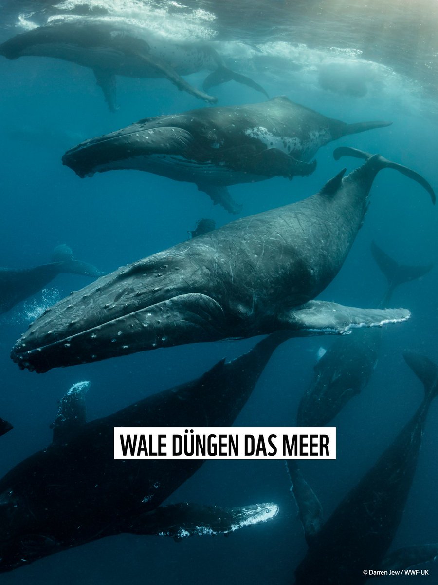 WWF_Deutschland's tweet photo. Schon mal was von „Wal-Pumpe“ gehört? #Wale🐋suchen in der Tiefe nach Nahrung und „düngen“ dann die Meeresoberfläche mit ihren Fäkalien. Mehr #Phytoplankton wächst, mehr #Kohlenstoff wird gespeichert. Cool, oder? Mehr Wal-Facts gefällig?👉https://t.co/pr2z2MnwBe #Weltwaltag https://t.co/KW8lsgYNaG