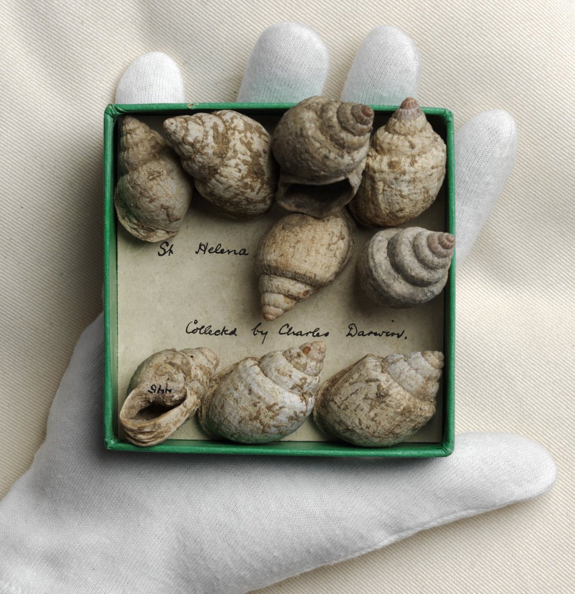 EdUniLibraries's tweet photo. Yesterday was #darwinday – celebrating the birthday of one of history’s greatest scientists!🔬 We thought we’d celebrate with one of our favourite Darwin-related objects, these gastropod shells collected by Darwin himself in St Helena (EUCM.0180.2013). #EdUniDigitised @CRC_EdUni https://t.co/AG3KzVggJg