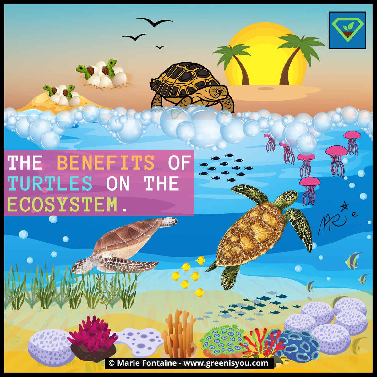 Green_isYou's tweet image. 🐢 #Turtles are essential for the #biodiversity and health of our #oceans, but they are threatened by humans. 👉 More here: tinyurl.com/v9d9cdtp  

#ecosystem #seasponge #jellyfish #fishing #fishingnet #climatechange #pollution #poaching #savetheturtles #GreenisYou