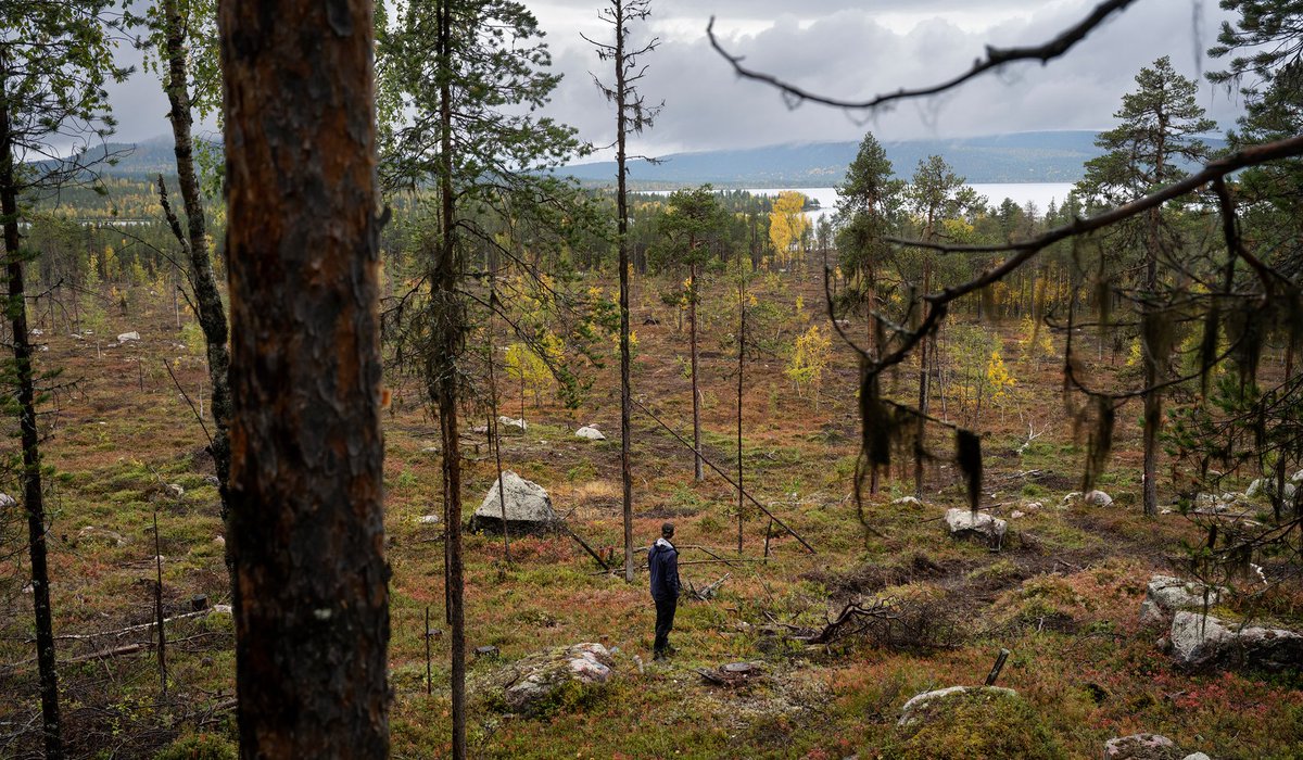 Granskning: Myndighet avverkar skyddsvärd fjällnära skog. I senaste numret synar vi Fastighetsverkets skogsmissbruk.
sverigesnatur.org/natur/fastighe…