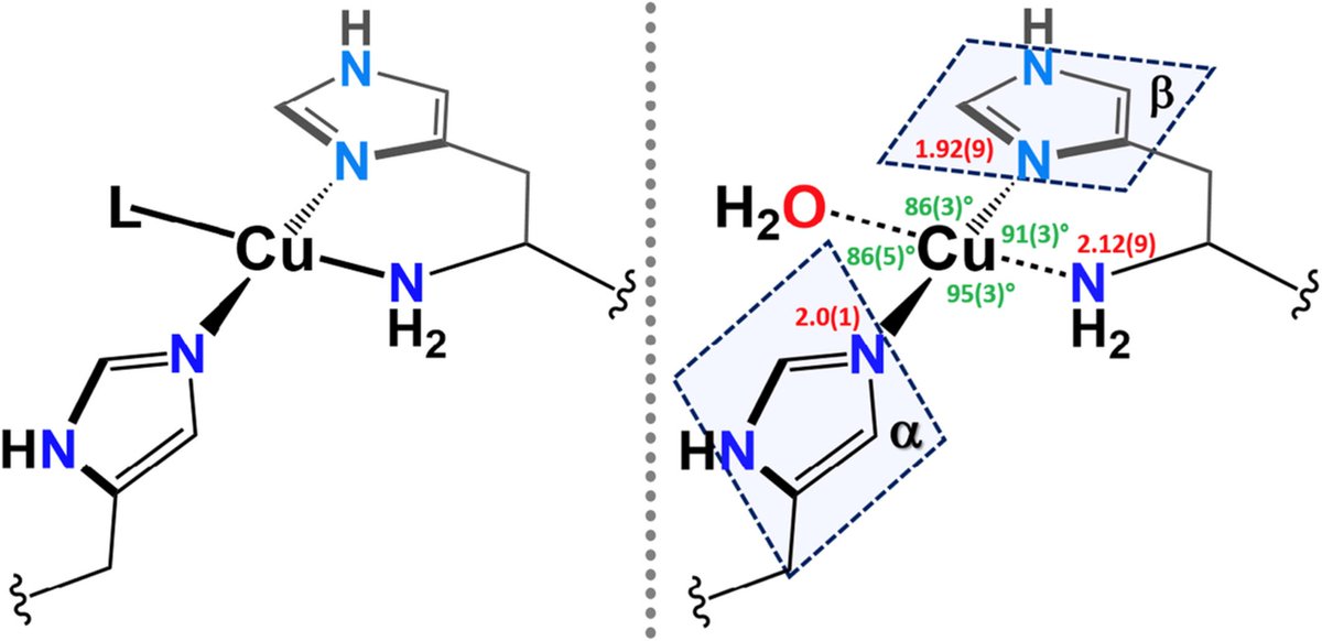 FEBS_Letters's tweet photo. Review ✳ The #histidine brace: nature's copper alternative to haem?
🖊Paul Walton, Gideon Davies, Daniel Diaz, & João Franco-Cairo @ChemistryatYork
➡https://t.co/5aeYFEHHBB
#metalloproteins #metalloenzymes #LPMOs https://t.co/41wLQtbVrF