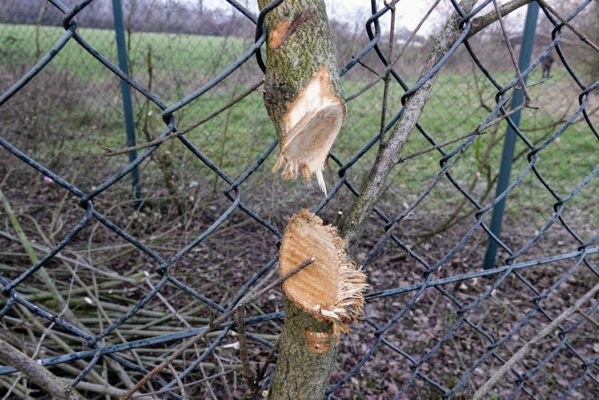 fotoaufnahme's tweet photo. Morgen in zwei Wochen geht die Zeit für den #Baumschnitt zuende. Nehmt euch die Zeit im #Garten bei dem schönen #Wetter. Einen aktiven Montag wünsche ich noch. https://t.co/bdWBCku4G7