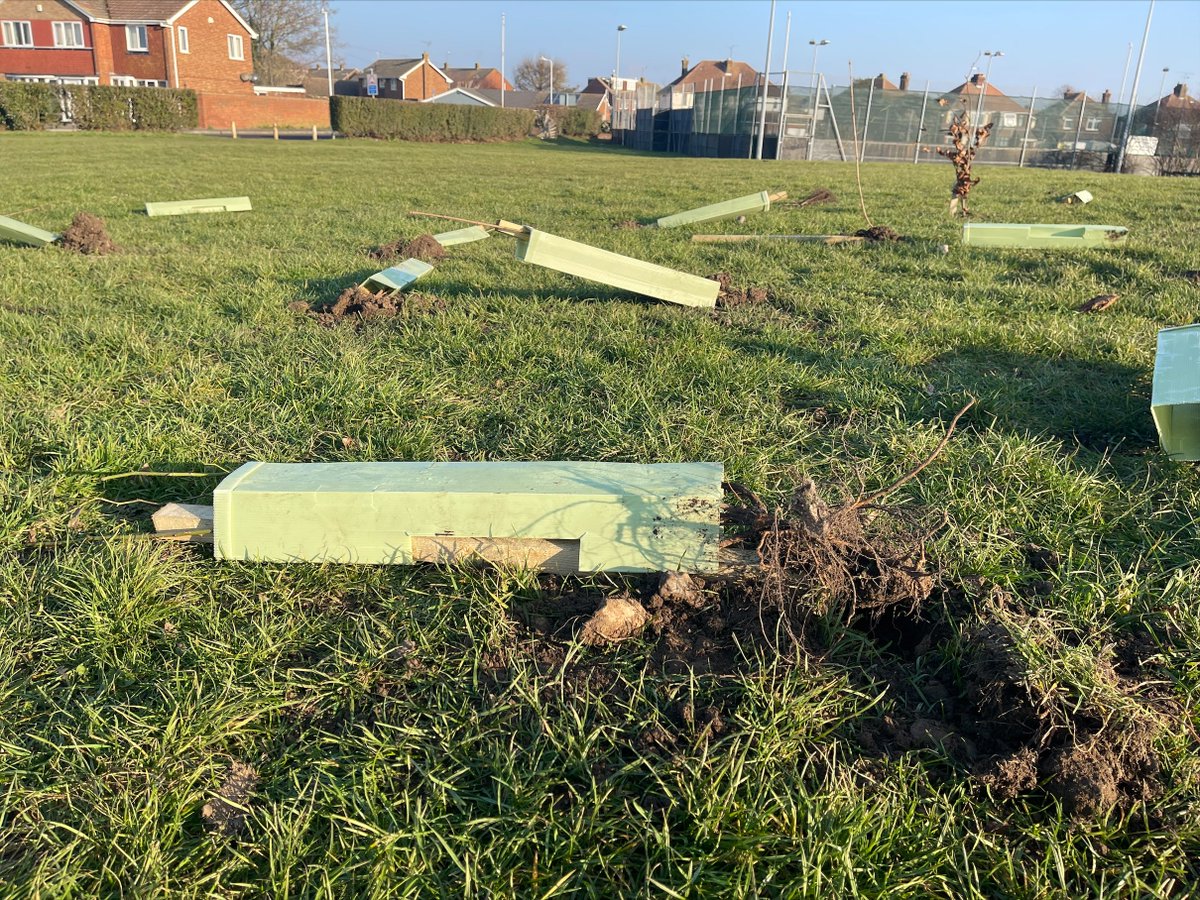 SwaleCouncil's tweet photo. The hard work and efforts at Milton Rec last week have been completely destroyed by thoughtless vandals😡
Volunteers helped plant these for the benefit of the environment &amp; local community, which these vandals clearly didn’t think or care about when they tore out about 60 trees https://t.co/QzBGMbr268