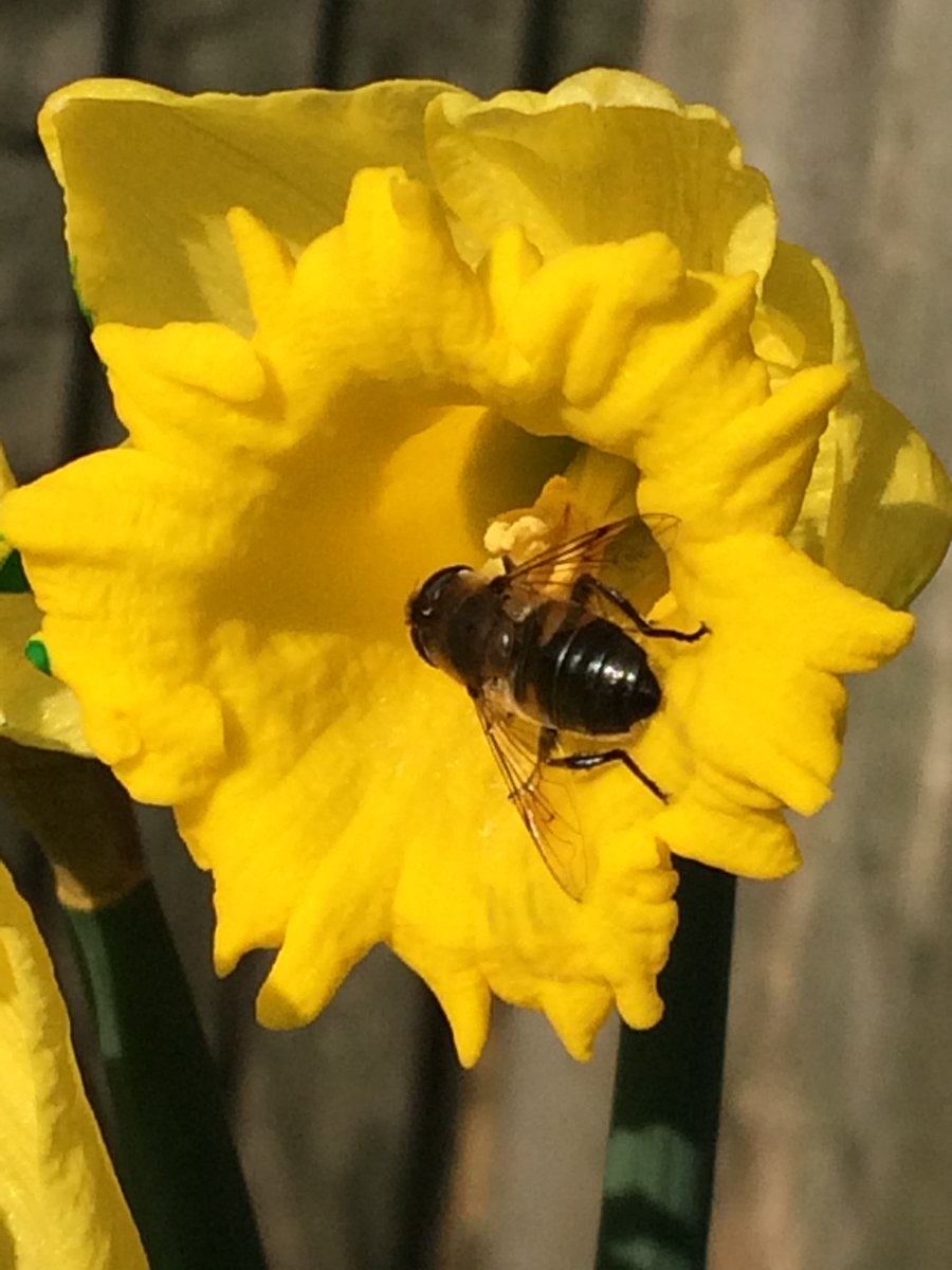osbornecnweb's tweet photo. #AuthenticLearningExperiences 🐝💛💚 @EAS_EarlyYears @misshappyjones @NewportFIS @BrimbleGaynor @FroebelTrust @_OLW_ @BBCSpringwatch https://t.co/nuKNJp64cr