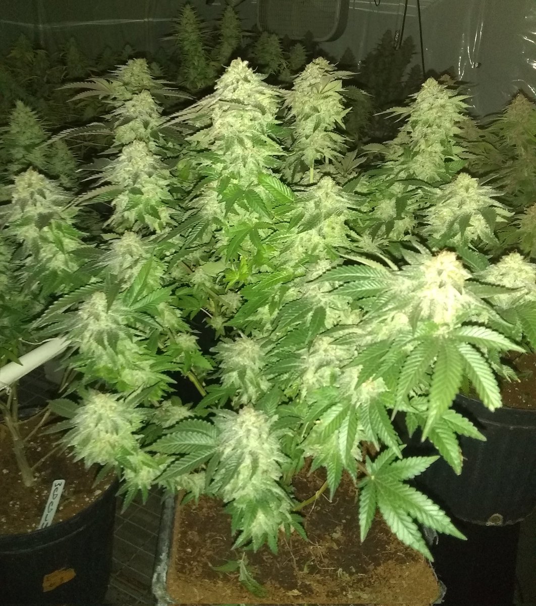 Morning Grommie's, just a quick reminder to Always label your Pots. It's a tuffy when u lose a Strain like this.
? Label is No bueno..!!
#cannabislife 
#cannabislife 
#cannabisculture 
#GardeningTwitter