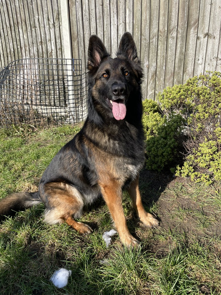 NicNic711's tweet photo. My little poser ๐ฅฐ #summer #prettylady #sunshine #february #GSDxMali #MetPolPup https://t.co/37SEoBsMhN