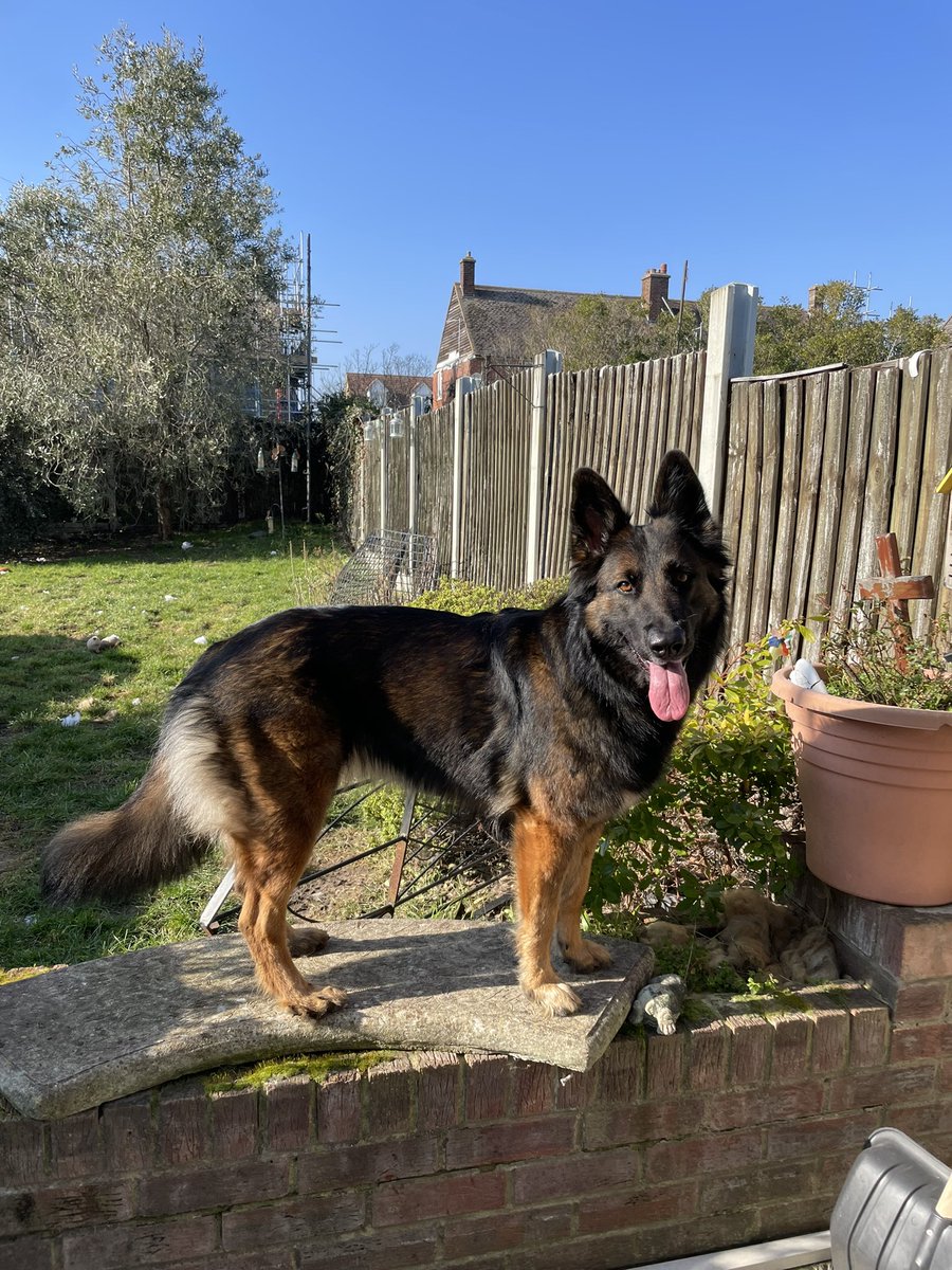 NicNic711's tweet photo. My little poser ๐ฅฐ #summer #prettylady #sunshine #february #GSDxMali #MetPolPup https://t.co/37SEoBsMhN