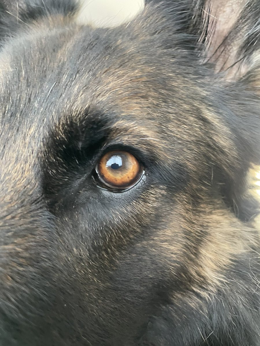 NicNic711's tweet photo. My little poser ๐ฅฐ #summer #prettylady #sunshine #february #GSDxMali #MetPolPup https://t.co/37SEoBsMhN