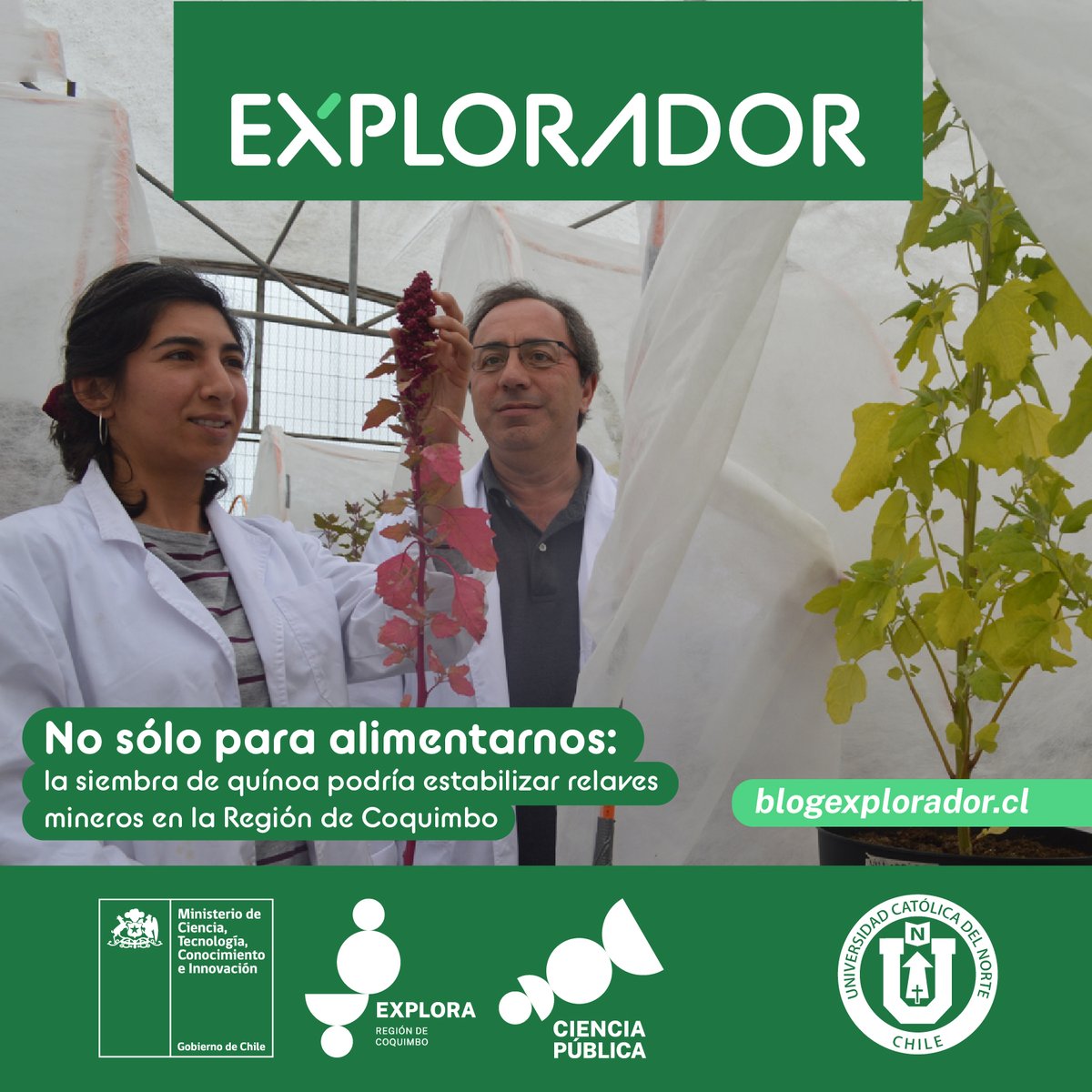 Hay plantas que tienen la capacidad de absorber, acumular o estabilizar contaminantes en suelo, agua o sedimentos, “habilidad” llamada fitorremediación. La ciencia está buscando usar esto de la quínoa para aportar a descontaminar suelos c/metales pesados👉acortar.link/AZre8d